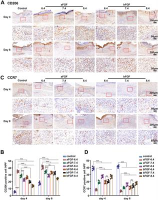 Weakly acidic microenvironment of the wound bed boosting the efficacy of acidic fibroblast growth factor to promote skin regeneration